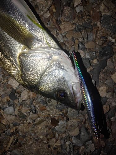 セッパ（マルスズキ）の釣果