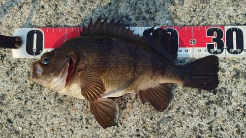 メバルの釣果