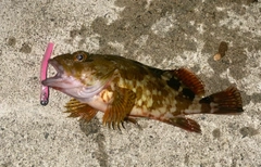 カサゴの釣果
