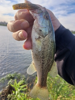 ラージマウスバスの釣果
