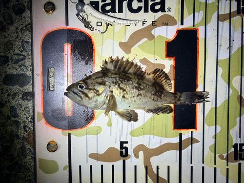 クロソイの釣果
