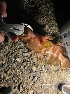 キジハタの釣果