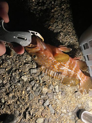 キジハタの釣果