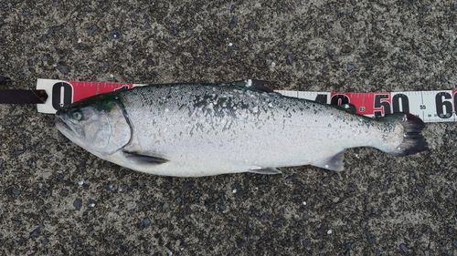 ギンザケの釣果