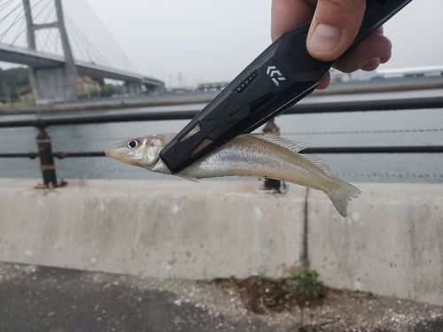 シロギスの釣果