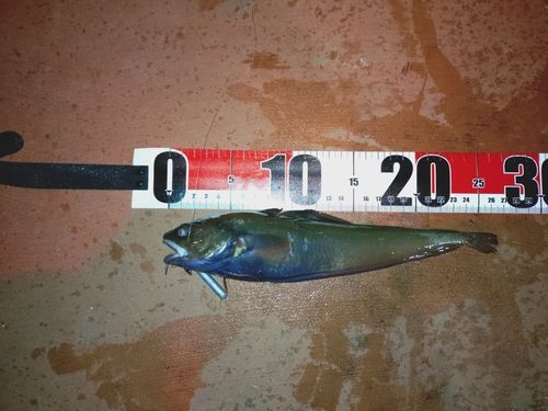 ドンコの釣果