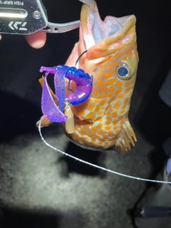 キジハタの釣果