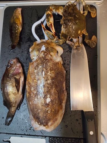 コウイカの釣果