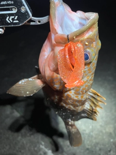 キジハタの釣果