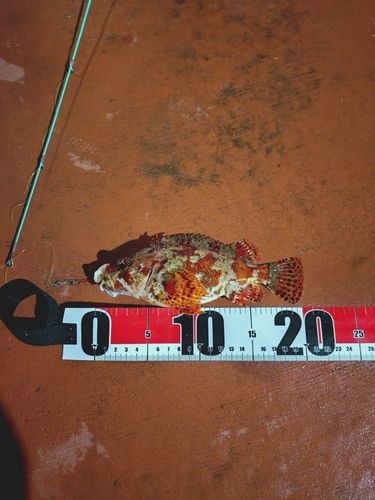 ムラソイの釣果