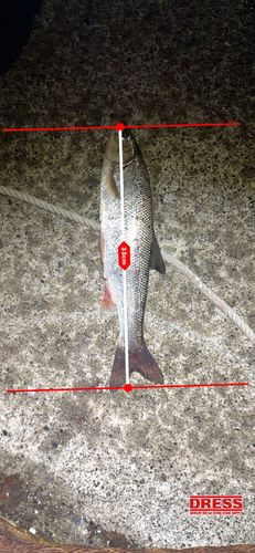 ウグイの釣果