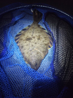 ヌマガレイの釣果