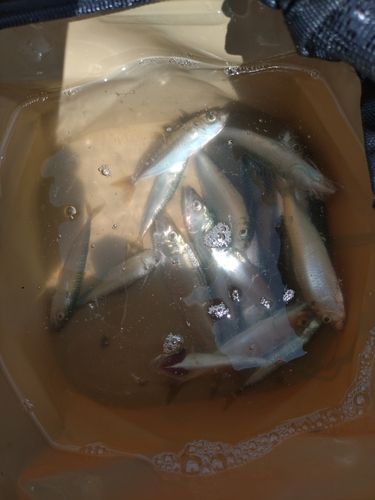 サッパの釣果