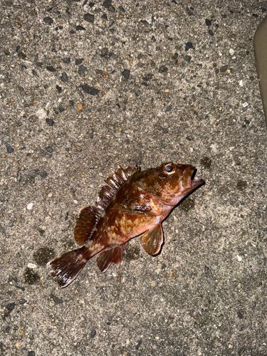 ガシラの釣果
