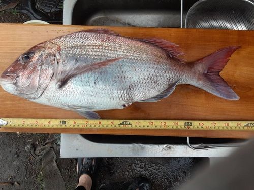 マダイの釣果