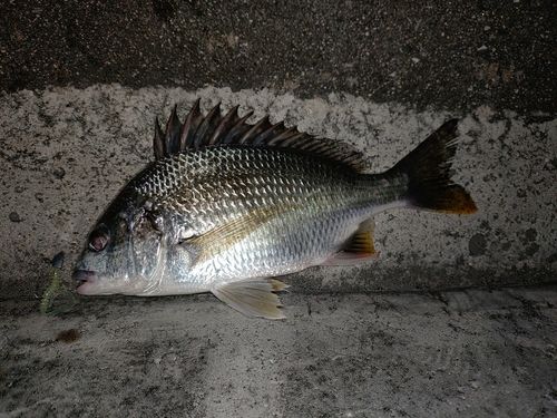 キチヌの釣果