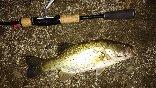 ブラックバスの釣果