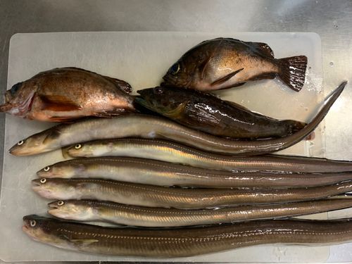 アナゴの釣果