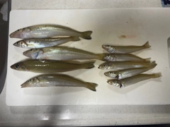 シロギスの釣果