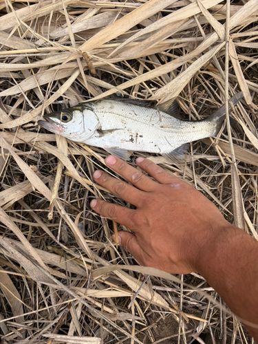 セイゴ（マルスズキ）の釣果