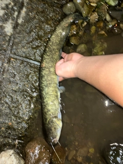 ナマズの釣果
