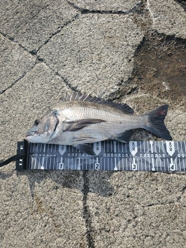 クロダイの釣果