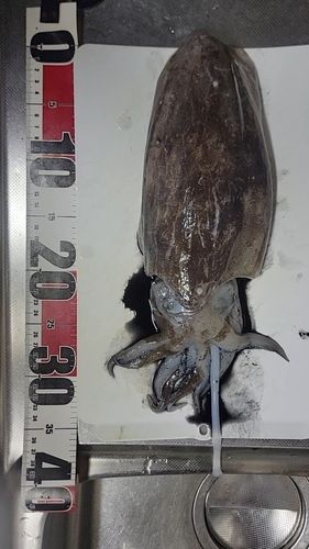コウイカの釣果