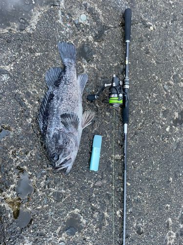 クロソイの釣果