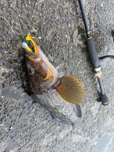 アブラコの釣果