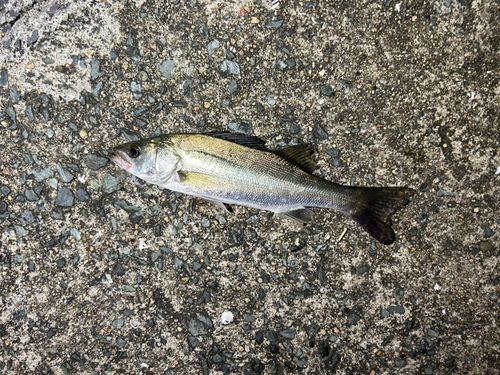 セイゴ（マルスズキ）の釣果