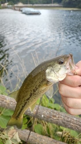 ラージマウスバスの釣果