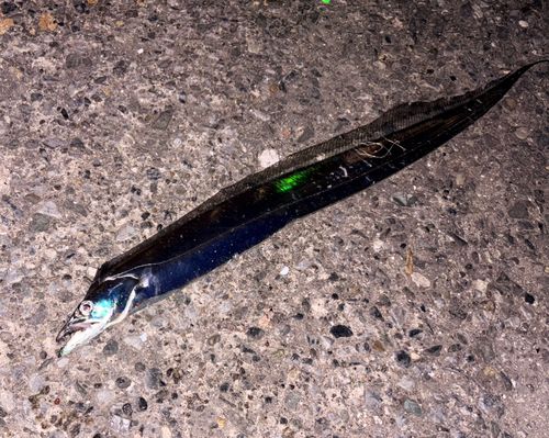 タチウオの釣果