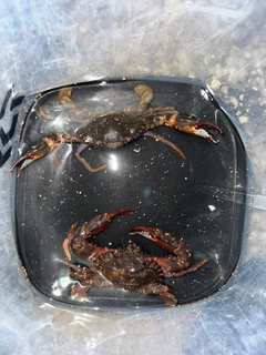 ガザミの釣果