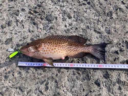 オオモンハタの釣果