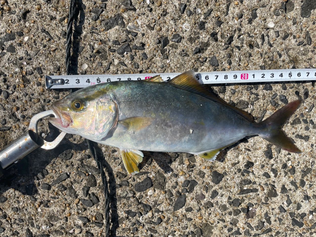 ネリゴの釣果写真