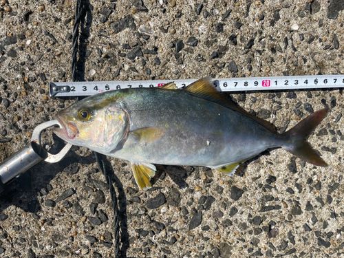 ネリゴの釣果