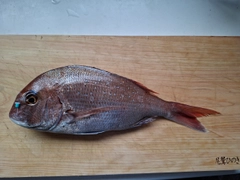 タイの釣果