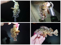ガシラの釣果
