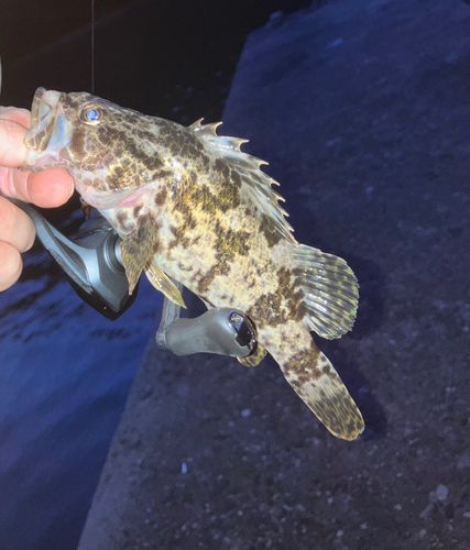 タケノコメバルの釣果