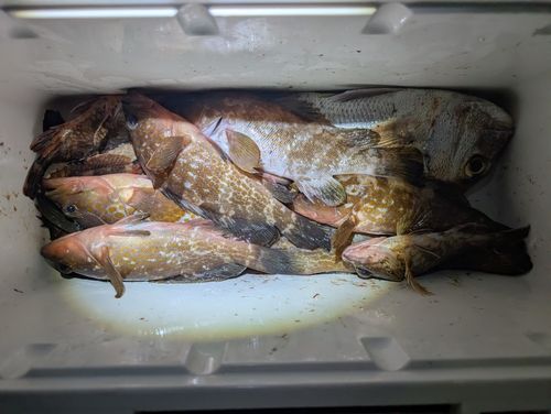 アコウの釣果