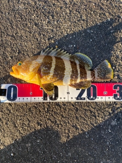 アコウの釣果