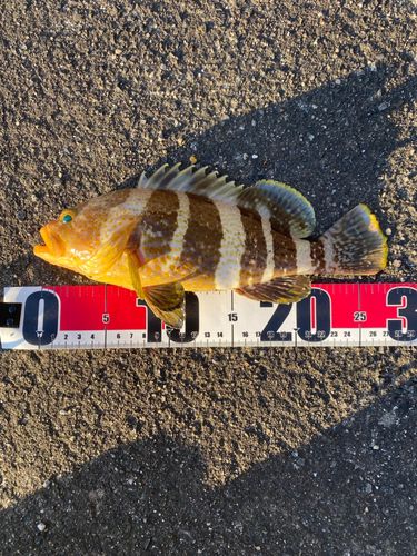 アコウの釣果
