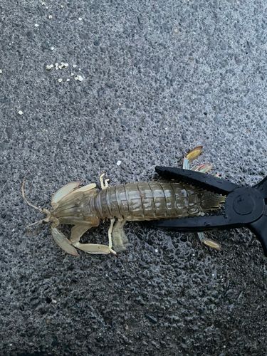 シャコの釣果