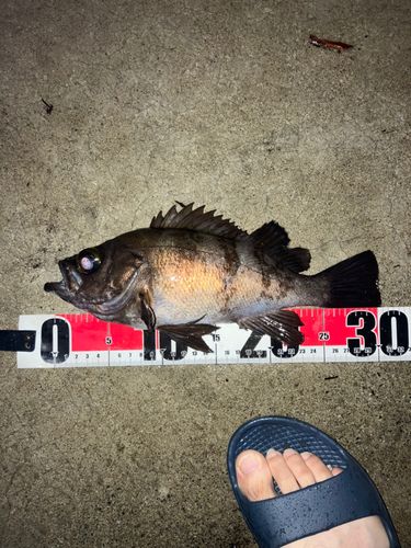 メバルの釣果