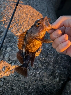 ガシラの釣果