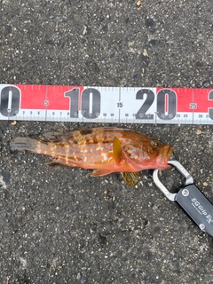 アコウの釣果