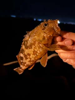 ガシラの釣果