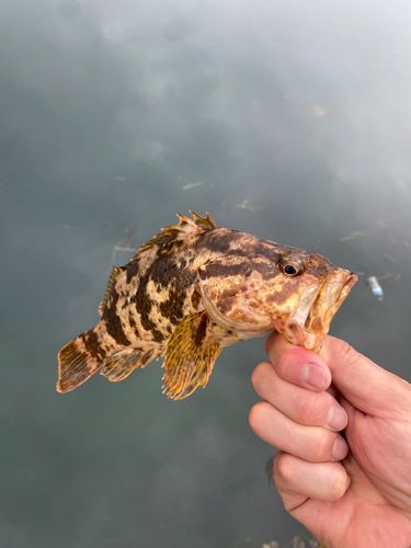 ベッコウゾイの釣果
