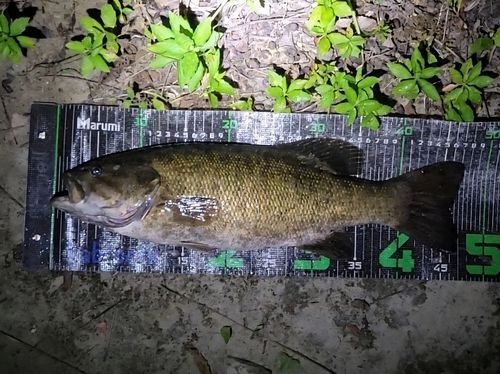 スモールマウスバスの釣果