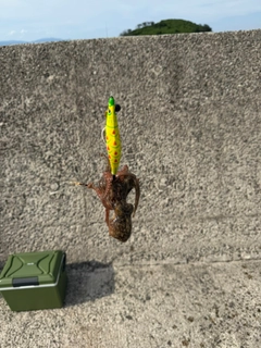 タコの釣果